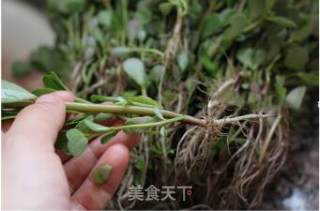 凉拌马齿苋的做法步骤：1
