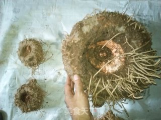 黄肉魔芋糖水的做法步骤：2