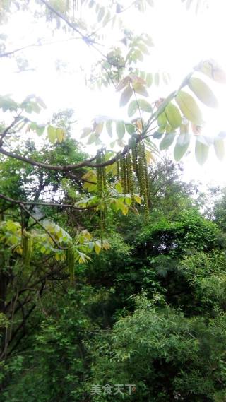 炝拌核桃坠苔（来自秦岭深山的美味）的做法步骤：1
