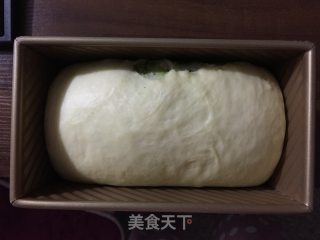 抹茶双色吐司的做法步骤：8