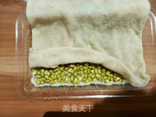 绿豆芽苗菜的做法步骤：2