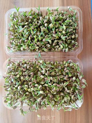 绿豆芽苗菜的做法步骤：4