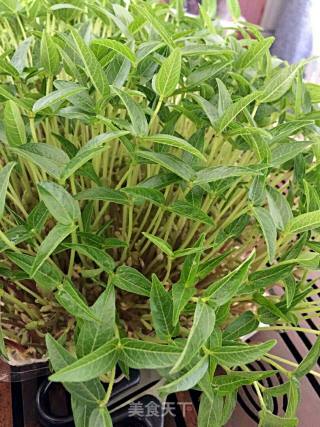 绿豆芽苗菜的做法步骤：6
