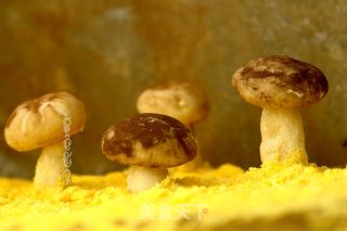造色情怀 蘑菇豆沙包的做法步骤：16