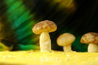 造色情怀 蘑菇豆沙包的做法步骤：17