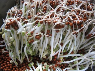 在家制作无根豆芽的做法步骤：6