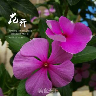 紫薯餐包的做法步骤：12