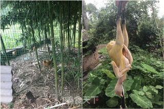 乡间版叫花鸡的做法步骤：1