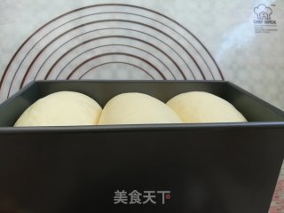 酸奶吐司（波兰种）的做法步骤：15