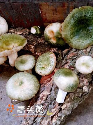 野生菌汤的做法步骤：1