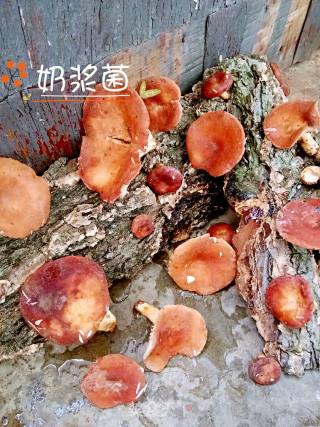 野生菌汤的做法步骤：3