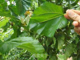 夏桑菊的做法步骤：1