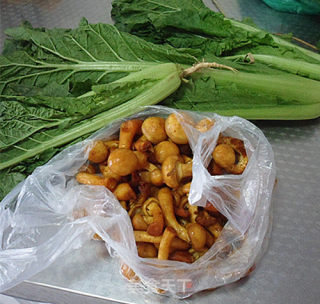 小白菜烩蘑菇的做法步骤：1