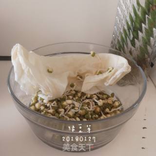 家生绿豆芽的做法步骤：10