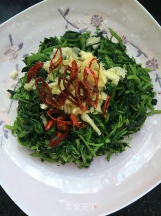 春季野菜：凉拌苜蓿的做法步骤：8