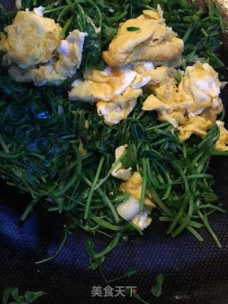 春季野菜：苜蓿炒鸡蛋的做法步骤：9