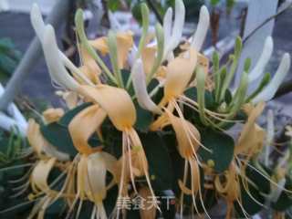 新鲜的金银花茶的做法步骤：1
