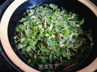 马齿苋茶的做法步骤：4