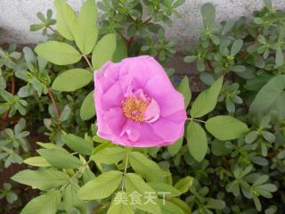 玫瑰鲜花饮的做法步骤：1