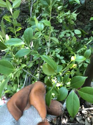 乌米粽的做法步骤：1