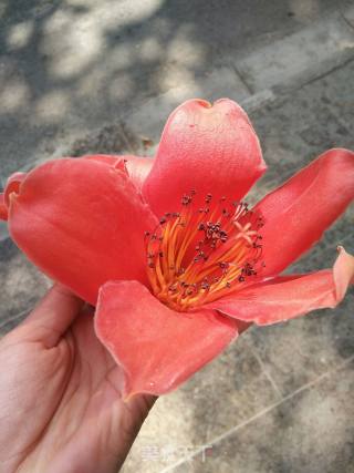 木棉花炒番茄的做法步骤：2
