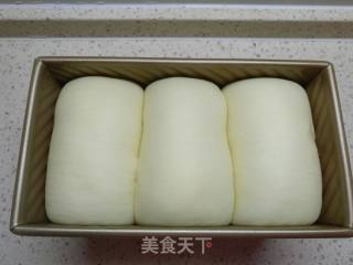 波兰种鲜奶吐司的做法步骤：12