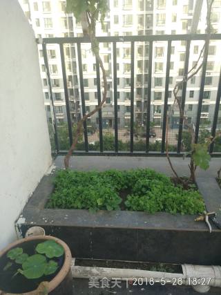 小满日食记《香之菜》的做法步骤：1