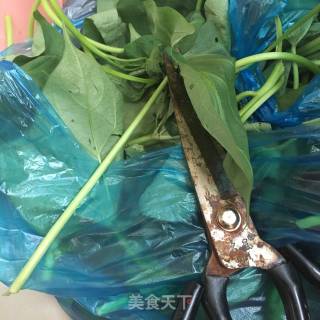 蒸红薯叶的做法步骤：2