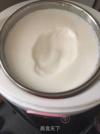 酸奶的做法步骤：10