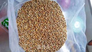 苏子茶的做法步骤：1