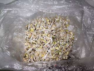 爆炒绿豆芽的做法步骤：1