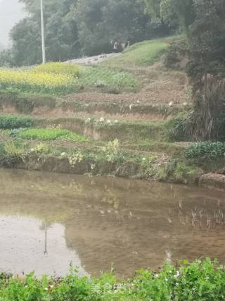 乡村豆腐煲的做法步骤：3