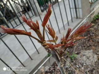 香椿鸡蛋饼的做法步骤：1