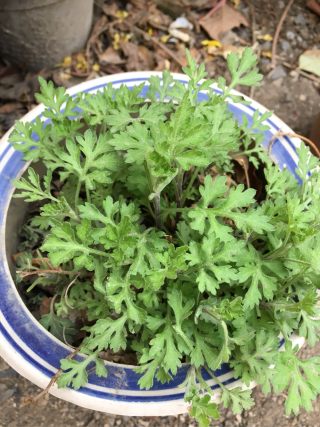 菊花芽蛋汤的做法步骤：2