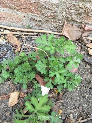 菊花芽蛋汤的做法步骤：3