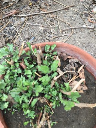 菊花芽蛋汤的做法步骤：5