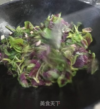 清炒红米苋的做法步骤：5