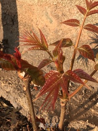 香椿蒸蛋的做法步骤：1