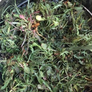 炒苦菜茶的做法步骤：1