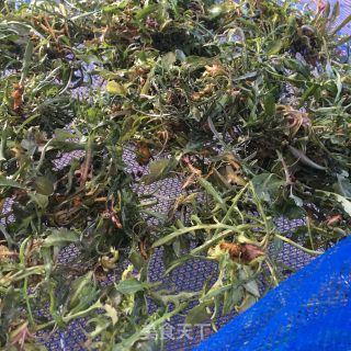 炒苦菜茶的做法步骤：2