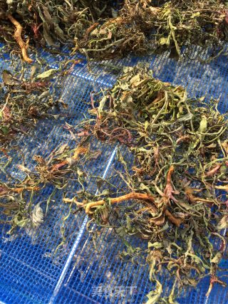 炒苦菜茶的做法步骤：3