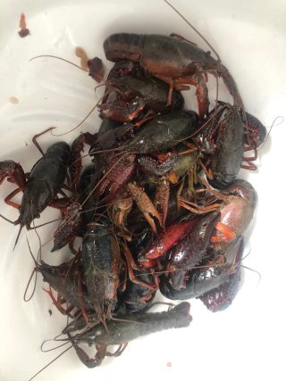 麻辣小龙虾????的做法步骤：1