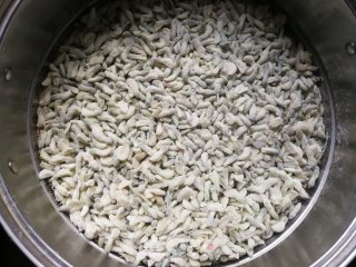 又是一年槐花香:洋葱苗炒槐花的做法步骤：3