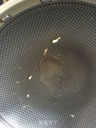尖椒炒蛋的做法步骤：7