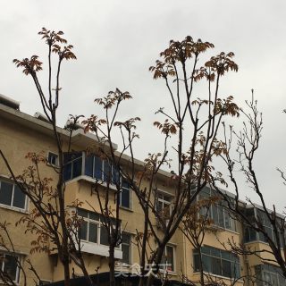 揉香椿的做法步骤：1