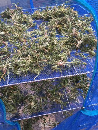 茵陈茶水的做法步骤：5