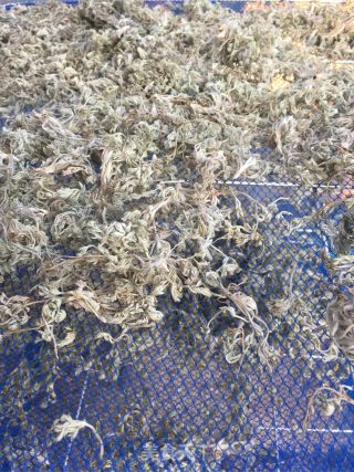 茵陈茶水的做法步骤：7