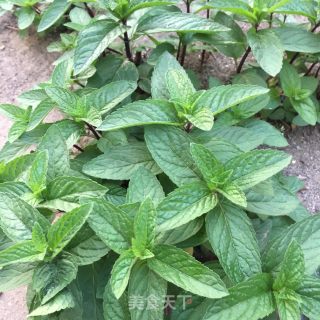 “鸡蛋”薄荷煎蛋的做法步骤：1