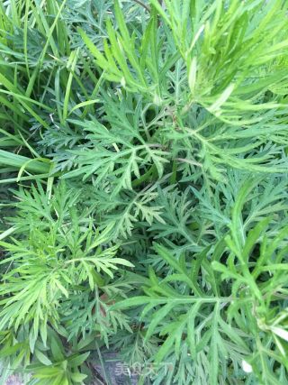“鸡蛋”野艾煮鸡蛋的做法步骤：1