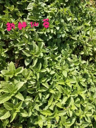 自制凉粉草的做法步骤：1